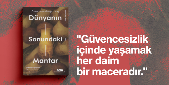 mantar