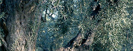 In Search Of The Immortal Tree / Olives and Olive Oil in Turkey
