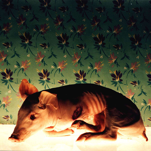 Tuzu Bizim Tarafa Uzat / Anima / Çiçek Adası